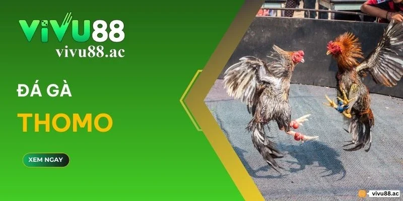Đá gà thomo - Trò chơi nổi tiếng trong làng đá gà